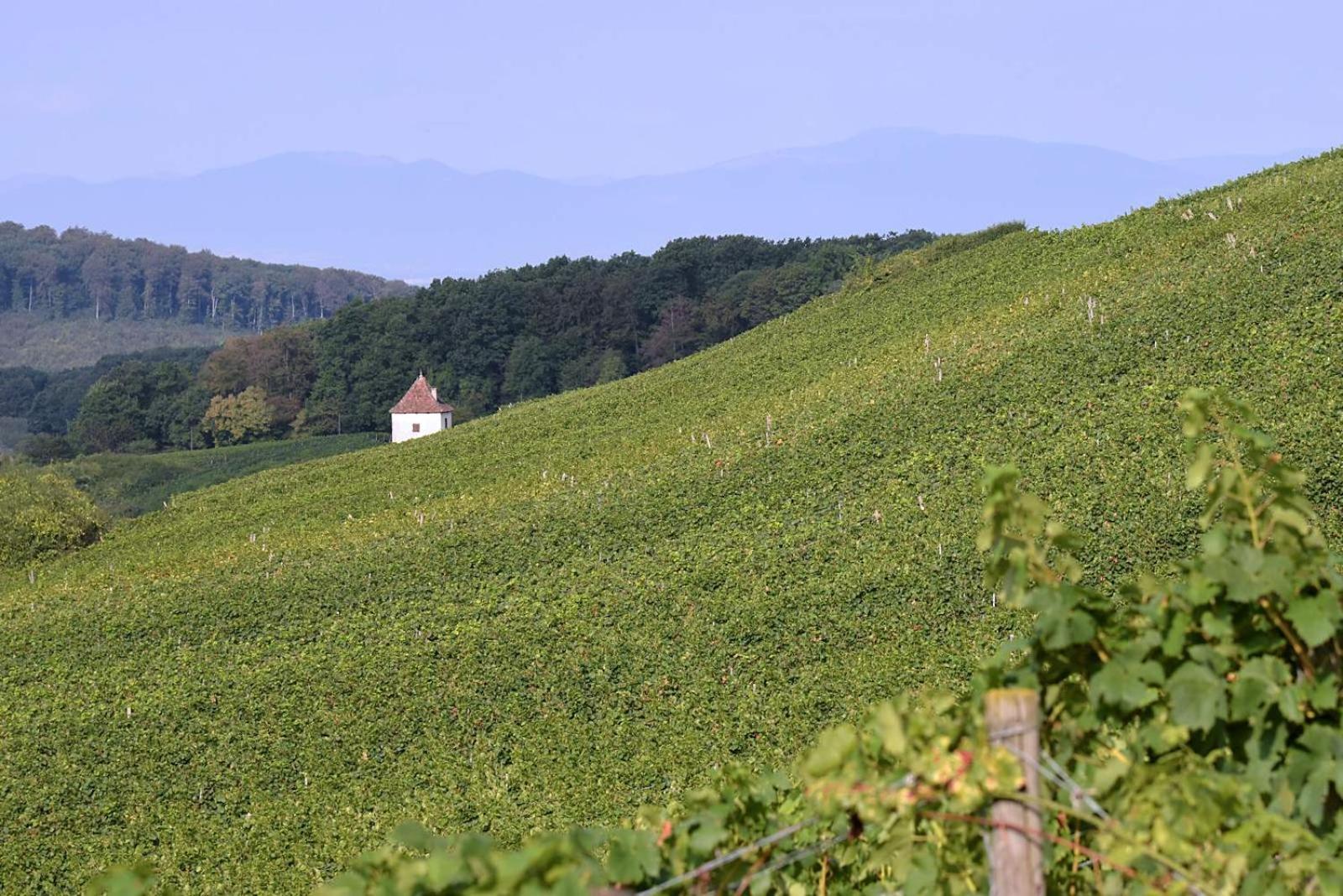 Am Paradies Mullheim  Exterior foto